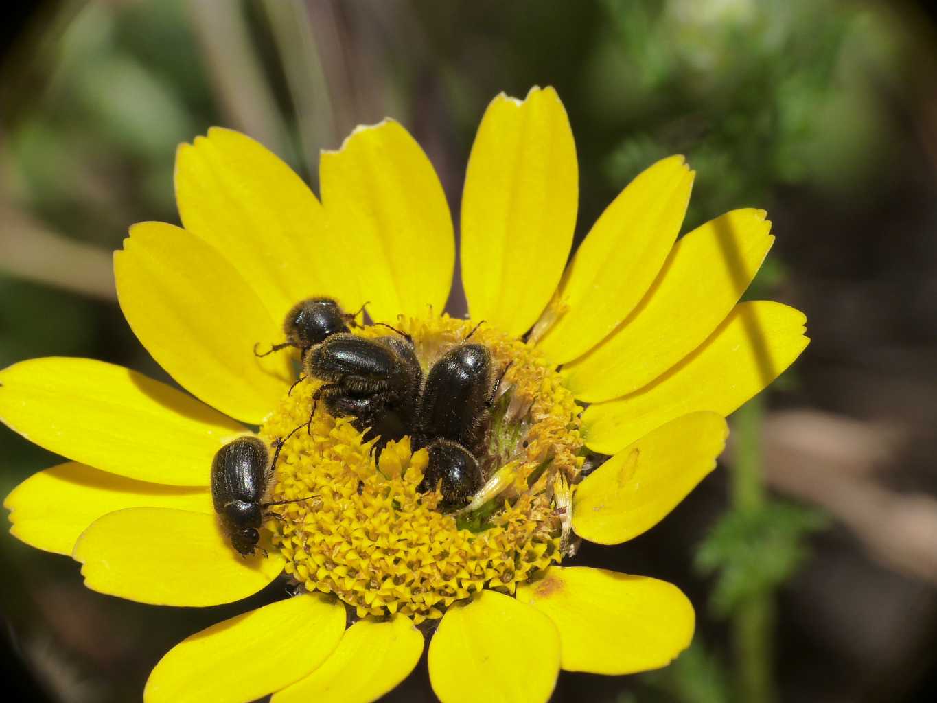 Paratriodonta romana (Melolonthidae)